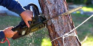 Hooks, TX Tree Services Company
