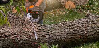Best Fruit Tree Pruning  in Hooks, TX