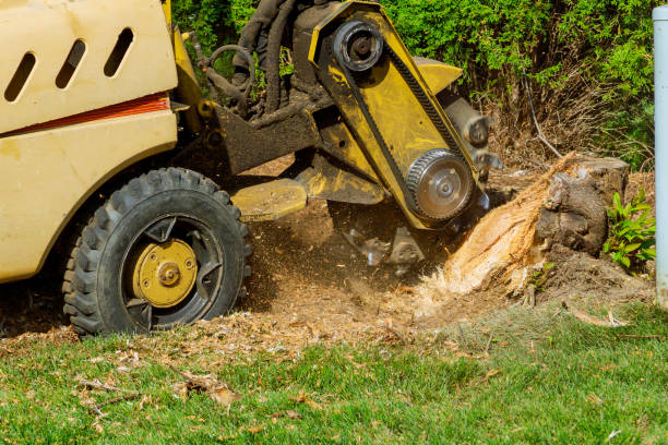 Best Arborist Consultation Services  in Hooks, TX