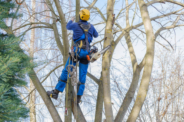 Best Storm Damage Tree Cleanup  in Hooks, TX