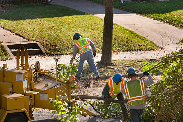 Best Lawn Grading and Leveling  in Hooks, TX