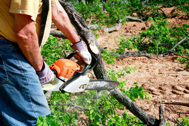 Best Utility Line Clearance  in Hooks, TX
